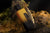 African Sunset Naseem 75ml Alcohol-Free - Sample 3ml